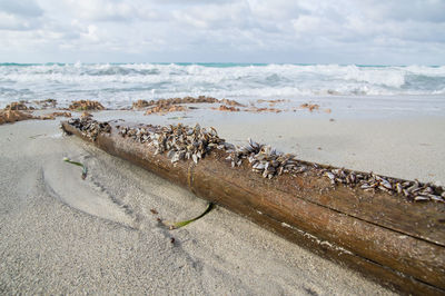 A washed up mussel tree trunk on the beach. flotsam on