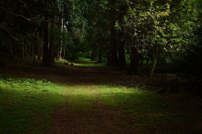 Trees in forest