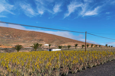 Scenic view of field against blue sky