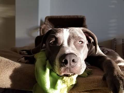 dog, one animal, pets, domestic animals, animal themes, looking at camera, portrait, indoors, no people, close-up, mammal, day