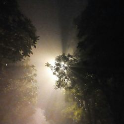 Sun shining through trees