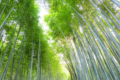 Low angle view of bamboo trees in forest