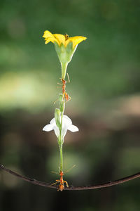 Close-up of yellow flowering plant