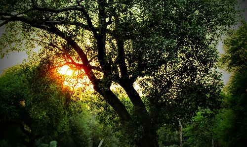 Low angle view of trees in sunlight