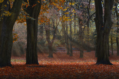 Trees growing in forest during autumn