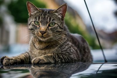 Portrait of cat resting car hood