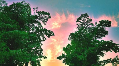 Low angle view of tree against sky during sunset