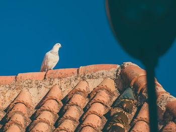 Low angle view of seagull perching on roof