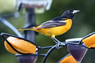 Close-up of bird perching on a feeder