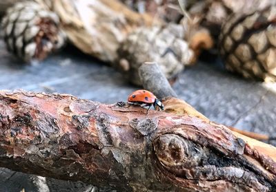 High angle view of ladybug on tree trunk