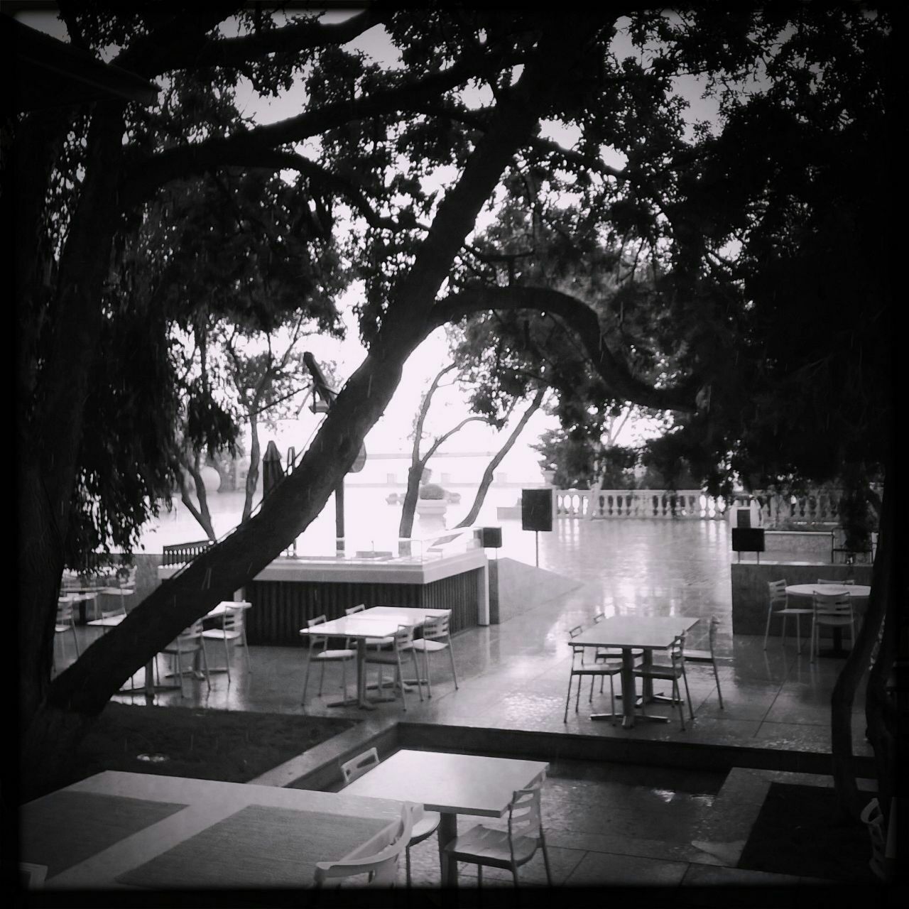 tree, table, chair, built structure, building exterior, architecture, sunlight, growth, branch, shadow, day, restaurant, nature, bench, absence, empty, tree trunk, no people, city, park - man made space