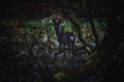 Close-up of black dog on field
