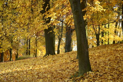 Autumn leaves on tree trunk