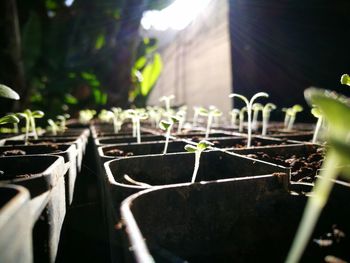 Close-up of potted plants