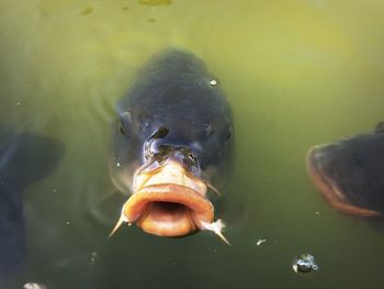 High angle portrait of carp with mouth open while swimming in pond