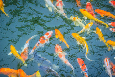 View of koi carps swimming in lake