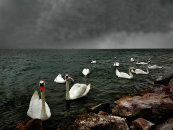 Swans swimming in sea against sky