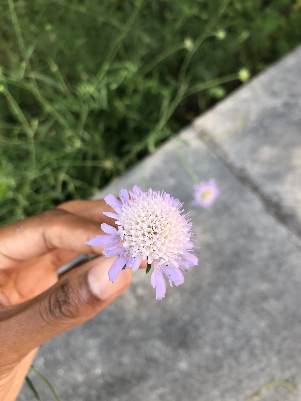 CLOSE-UP OF HAND HOLDING PURPLE FLOWER AGAINST BLURRED BACKGROUND