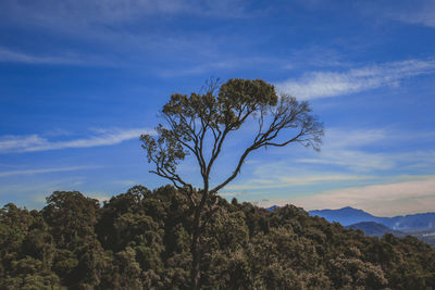 Tree against sky