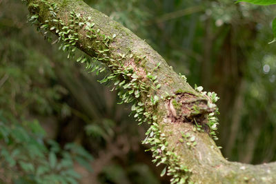 Close-up of lichen on tree trunk