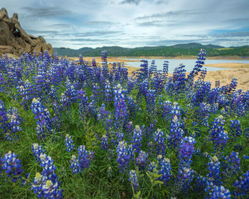 Close-up of purple flowering plants on field against sky