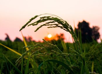 Close-up of plant against sky during sunset