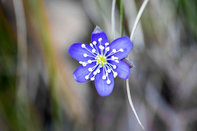 Close-up of purple flower blooming outdoors