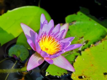 Close-up of lotus water lily in pond