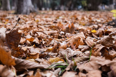 Fallen leaves on field during autumn