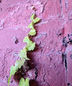 Full frame shot of pink wall