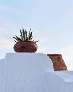 Low angle view of succulent plant against sky