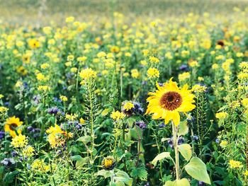 Close-up of sunflowers blooming in field