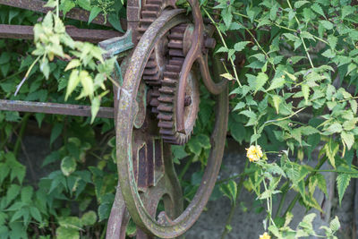 Close-up of plants growing in farm