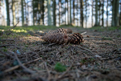 Close-up of pine cone on field in forest