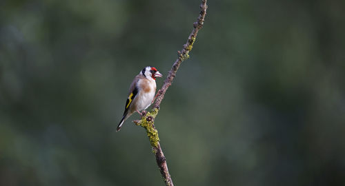 Goldfinches at a woodland site