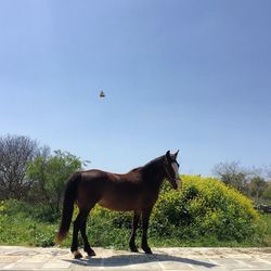 Horse standing against the sky