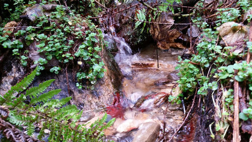 Stream flowing through rocks in forest