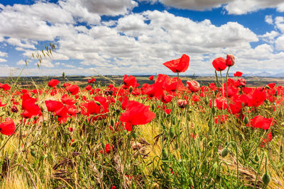 Close-up of red poppies on field against sky