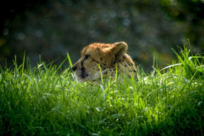 Close-up of a cat on field