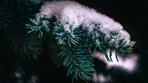 Close-up of purple flowering plant