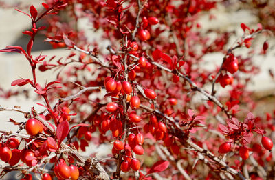 Close-up of red berries on tree