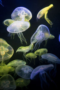 Close-up of jellyfish swimming in water