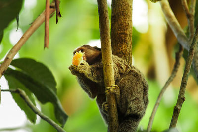 Close-up of a lizard on branch