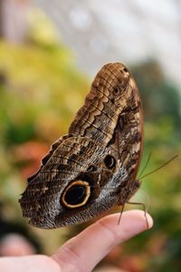 Close-up of butterfly on hand