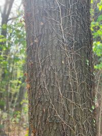 Close-up of tree trunk in forest