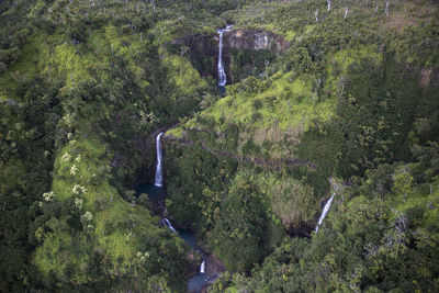 View of plants in river