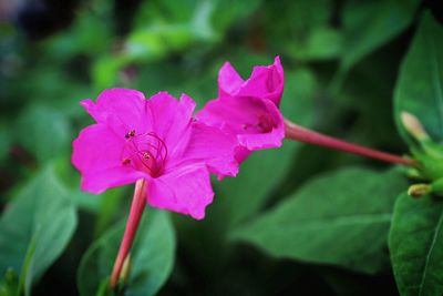 Close-up of pink flowers