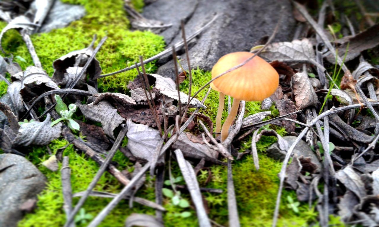 mushroom, growth, fungus, nature, forest, field, grass, close-up, plant, wood - material, focus on foreground, dry, tranquility, day, fragility, uncultivated, toadstool, growing, outdoors, no people