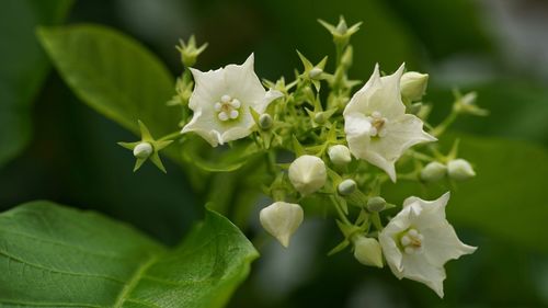 Close-up of white flowering plant