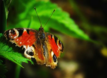 Close-up of butterfly on leaf